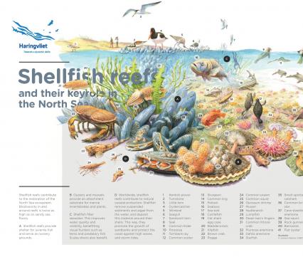 Shellfish reefs