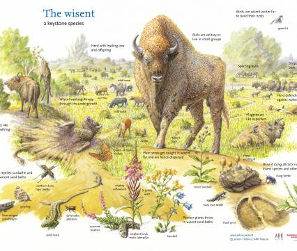 The Wisent a keystone species