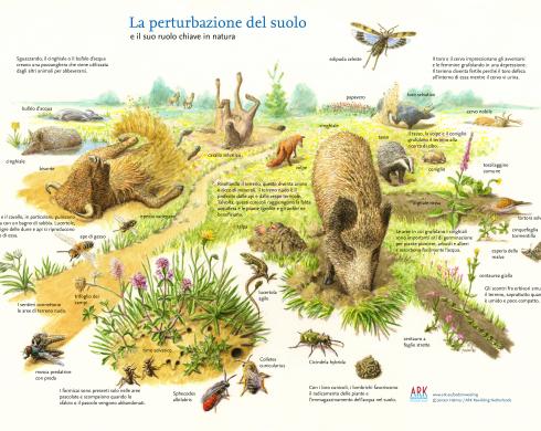 La perturbazione del suolo