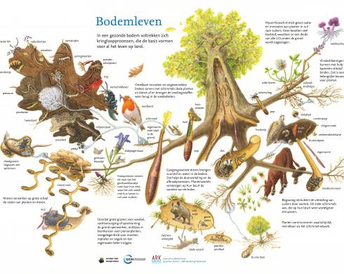 Bodemleven