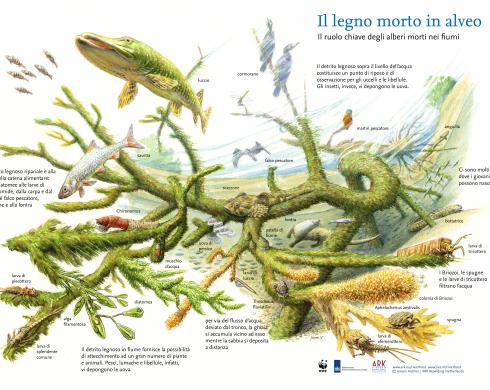 Il legno morto in alveo