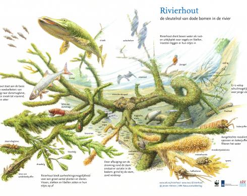 Rivierhout. De sleutelrol van dode bomen in de rivier