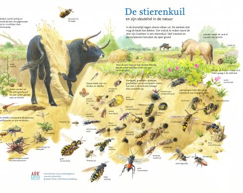 Sleutelroltekening Stierenkuil Sleutelroltekening Stierenkuil