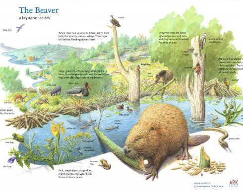 The Beaver a keystone species