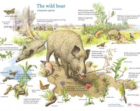 The Wild boar a keystone species
