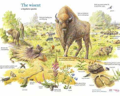 The Wisent a keystone species