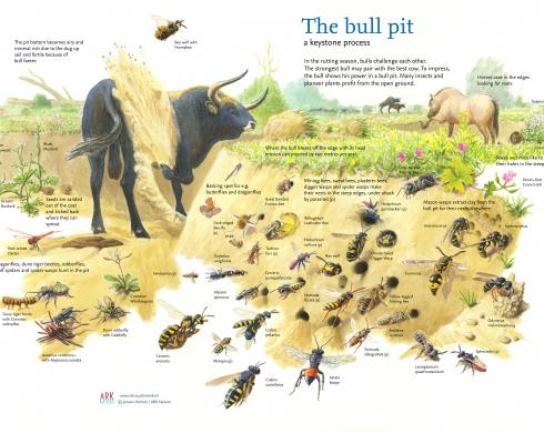 The bullpit