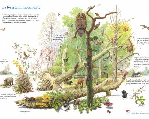 La foresta in movimento