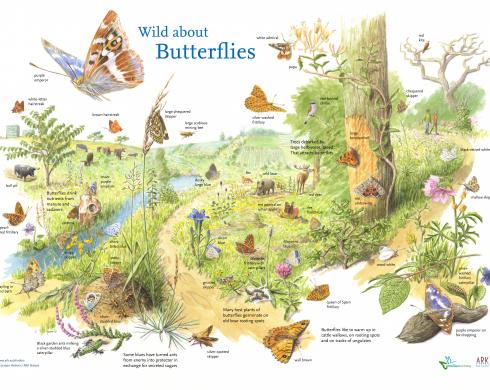Wild about butterflies