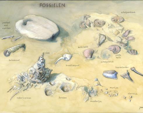 Zoekkaart Fossielen
