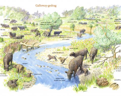 Zoekkaart Gallowaygedrag Zoekkaart Gallowaygedrag