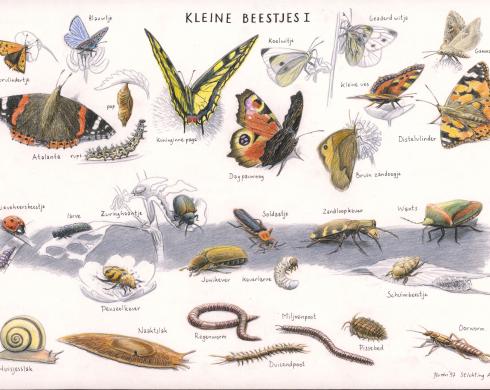 Zoekkaart Kleine Beestjes 1