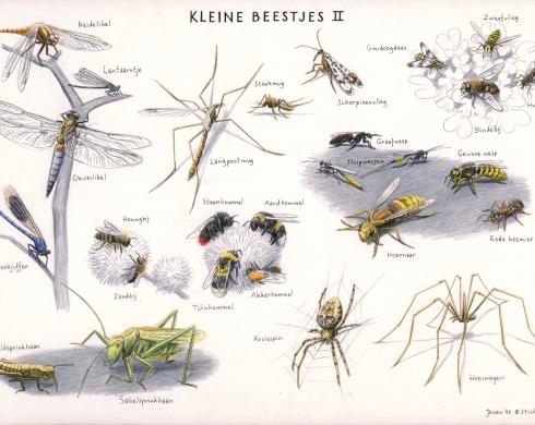 Zoekkaart Kleine Beestjes 2 Zoekkaart Kleine Beestjes 2