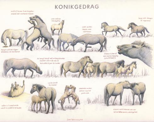Zoekkaart Konikgedrag