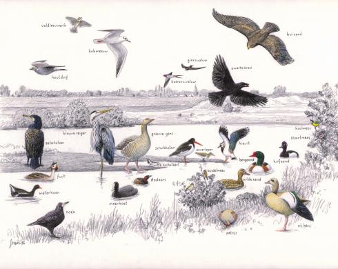 Zoekkaart Vogels Kerkeweerd Zoekkaart Vogels Kerkeweerd