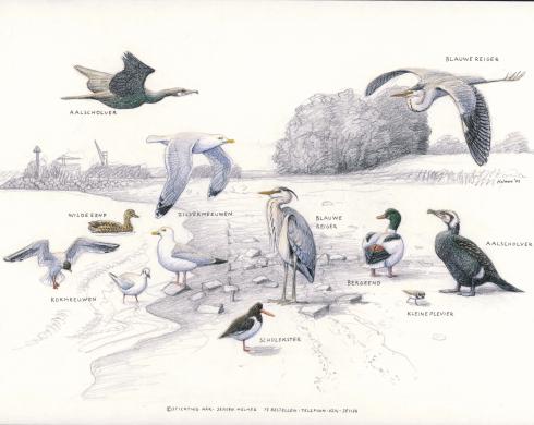Zoekkaart Vogels Millingerduin 2 Zoekkaart Vogels Millingerduin 2