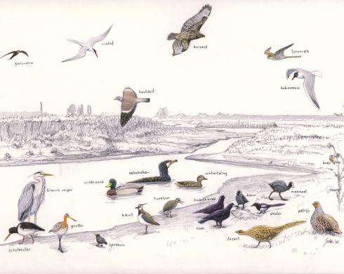 Zoekkaart Vogels Passewaag Zoekkaart Vogels Passewaag