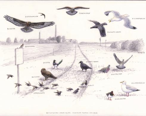 Zoekkaart Vogels Puntwei Bijland