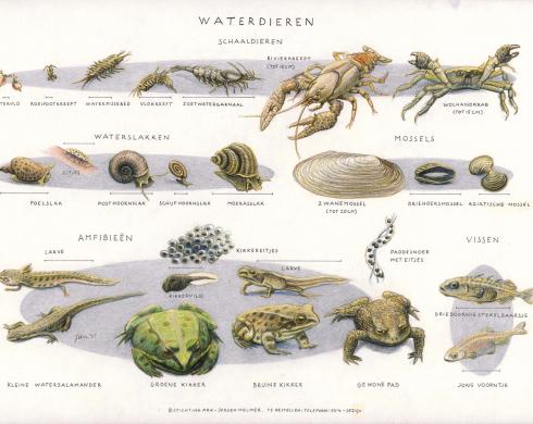 Zoekkaart Waterdieren 3