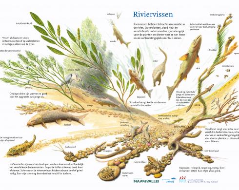 riviervissen 